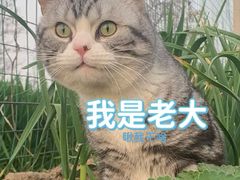 -佳怡动物医院·平价24小时·猫专科骨外科