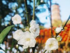 -广州莲花山旅游区