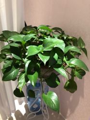 -薇兰专业脱毛连锁机构