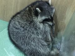 -藦茜花园宠物主题亲子互动体验馆(国顺东路店)