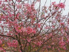 -天适樱花悠乐园