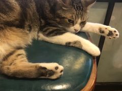 -more than meow吴止猫主题餐厅(承德 中船汇店)