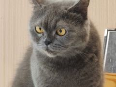 -喵园·猫主题咖啡厅·撸猫·猫咖(国贸店)