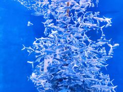 -成都浩海立方海洋公园