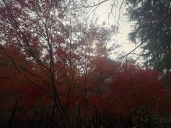 -灵顺寺