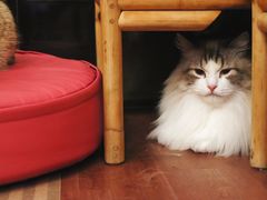 -MOCHA明星猫咖(田子坊店)