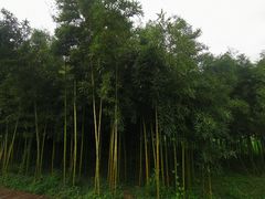 -良渚古城遗址公园