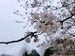 -上海滨江森林公园