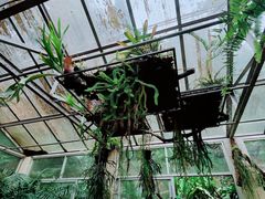 -深圳仙湖植物园