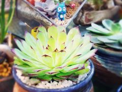 iphone_upload_pic-双季花艺园艺市场(浦东店)