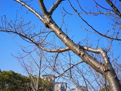 -新江湾城公园