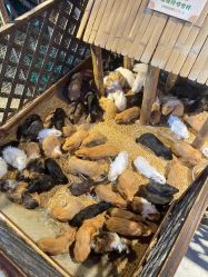 -酷嗒动物文化乐园(cutezoo西溪乐天城店)