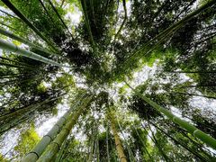 -上海佘山国家森林公园天马山园