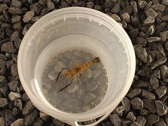 -DGE季风钓虾营地·团建·聚会