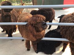 -西霞口神雕山野生动物世界