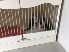 -喵zoo家庭繁育猫舍(尖东智能花园店)