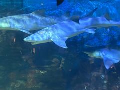 -烟台海昌鲸鲨海洋公园