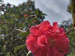 -南山植物园
