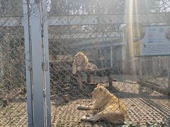 -合肥野生动物园