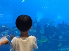 -海棠湾洲际-涛·海底餐厅·美人鱼·自助餐·海底隧道
