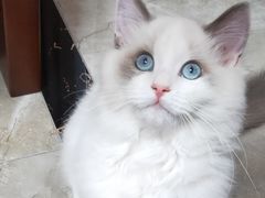 -四月宠物医院·猫专科·心脏专科·内科(转塘店)