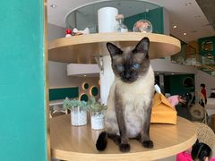 -飞行喵MR PILOT|猫舍·猫咖(静安大融城店)
