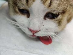 -嘉馨宠物医院·CT影像转诊·心脏科·犬猫全科诊疗中心(下沙大学城院区)