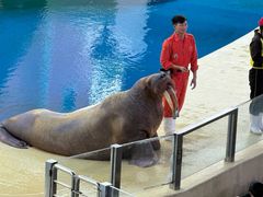 -喷泉广场餐厅·宵夜·海鲜烧烤大排档(长隆企鹅酒店)