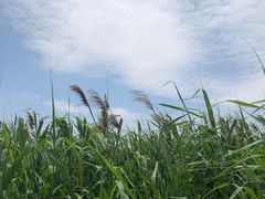 -鹦鹉洲湿地公园