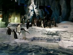 -广东省拱北口岸中国旅行社(华宾营业部)