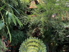 -呀路古热带植物园