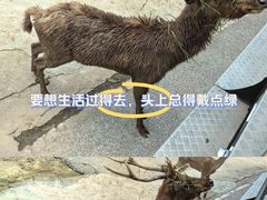 -清迈夜间动物园