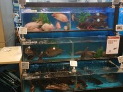 水产区-盒马鲜生(宝地店)