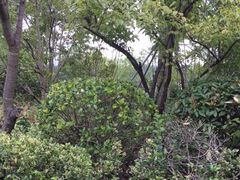 -昆山城市生态森林公园