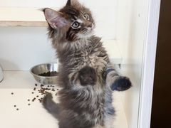-十年猫舍·猫咪专门店(普陀店)