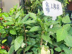 -溪岸路花鸟市场