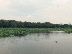 -荷塘月色湿地公园·向阳花洲