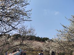 -香雪海
