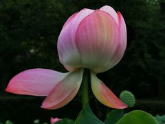 -陈家山荷花公园