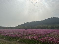 -径山花海