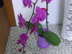 -FEI FEI FLOWER鲜花店·气球派对·宝宝宴布置(虹口德必运动Loft店)
