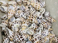 -青岛贝壳博物馆