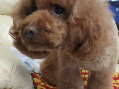 android_upload_pic-喵宠乐园·撸猫互动·猫舍