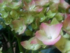 -花言草语(灵山路店)