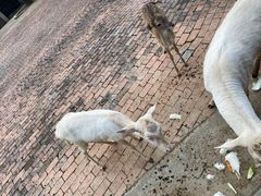 -无锡动物园·太湖欢乐园