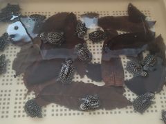 -灵龟之家百象馆(百象馆联合旗舰店)