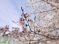 -顾村公园