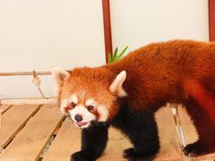 -呀诺达热带雨林