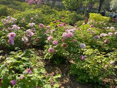 -洛阳市隋唐城遗址植物园