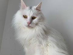 -艾贝尔宠物医院·24H转诊中心·肿瘤猫专科(江宁双龙店)